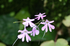 Impatiens scapiflora
